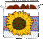 Sunflower Seeds